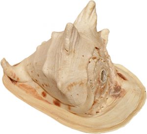 Muschelhorn